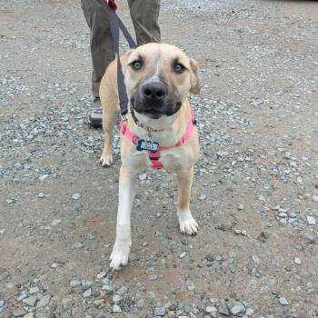 Terrier and Labrador Retriever Dogs Available for Adoption - Tully | PetCurious