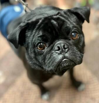 Pug Dogs Available for Adoption - Kubo | PetCurious
