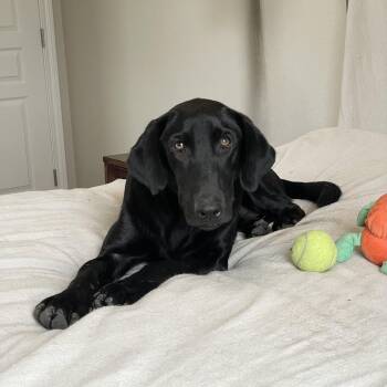 Big Baby Boyer -  Black Labrador Retriever and Labrador Retriever Dog for Adoption in Burlington, North Carolina - Big Baby Boyer | PetCurious