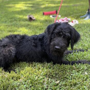 KIT -  Poodle Dog for Adoption in Locust Fork, Alabama - KIT | PetCurious
