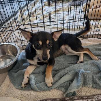 Felix -  Chihuahua Dog for Adoption in Chico, California - Felix | PetCurious