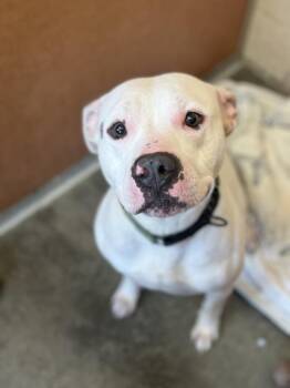 American Bulldog Dogs Available for Adoption in Ontario, Ohio - Theo | PetCurious