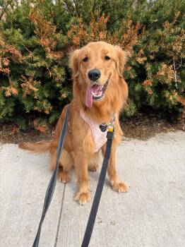 Golden Retriever Dogs Available for Adoption in Oakville, Ontario - Archie | PetCurious