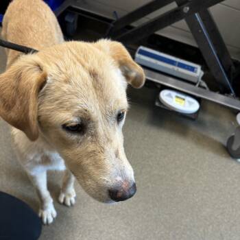 Tony -  Golden Retriever and Mixed Breed Dog for Adoption in Council Bluffs, Iowa - Tony | PetCurious