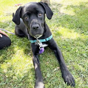 Jolene -  Mixed Breed Dog for Adoption in Oshkosh, Wisconsin - Jolene | PetCurious