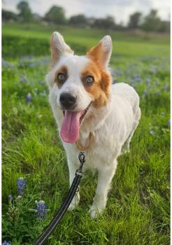 Corgi and Australian Cattle Dog Blue Heeler Dogs Available for Adoption in Pflugerville, Texas - Katrina  | PetCurious