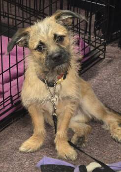 Milo -  Chorkie Dog for Adoption in Lawrenceville, Georgia - Milo | PetCurious