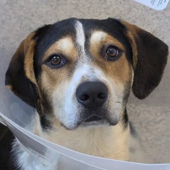 Mixed Breed Dogs Available for Adoption in Aiken, South Carolina - Fred 62850 | PetCurious