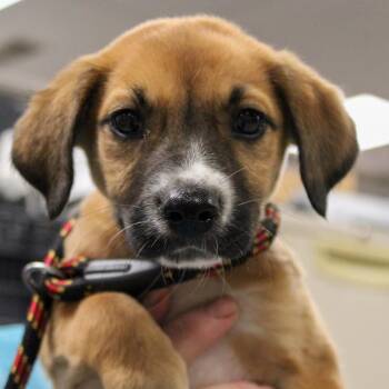 Shepherd Dogs Available for Adoption in South Elgin, Illinois - Fruit Loop | PetCurious