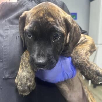 Taylor -  Boxer Dog for Adoption in Summerville, South Carolina - Taylor | PetCurious