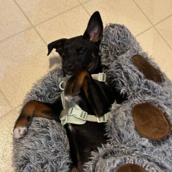 Shepherd Dogs Available for Adoption - Rico Suave | PetCurious