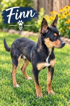 Finn -  Chihuahua Dog for Adoption in Dalton, Georgia - Finn | PetCurious