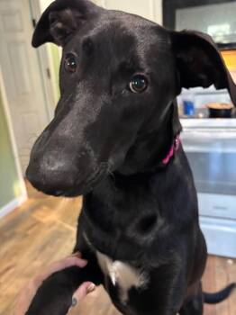 Shep -  German Shepherd Dog Dog for Adoption in Collingswood, New Jersey - Shep | PetCurious