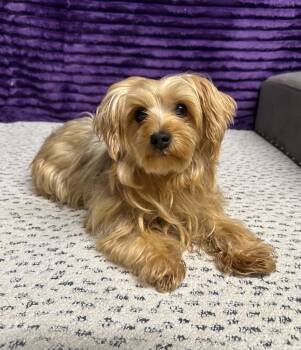 Chai-Foster Home Needed -  Yorkshire Terrier Dog for Adoption in Hartland, Wisconsin - Chai-Foster Home Needed | PetCurious