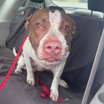 Kiplie -  Pit Bull Terrier Dog for Adoption in Monroe, Michigan - Kiplie | PetCurious