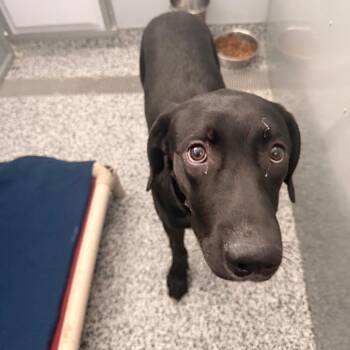 Gizmo D12966 -  Black Labrador Retriever and Mixed Breed Dog for Adoption - Gizmo D12966 | PetCurious