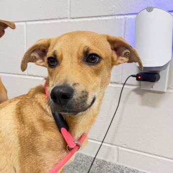 Max -  Mixed Breed Dog for Adoption in Englewood, Florida - Max | PetCurious