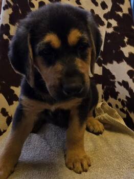 German Shepherd Dog and Mixed Breed Dogs Available for Adoption in Conway, South Carolina - Sarafina | PetCurious