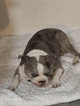 Bravo -  Boston Terrier Dog for Adoption - Bravo | PetCurious