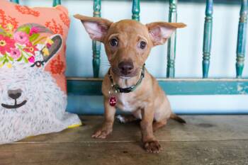 Chihuahua Dogs Available for Adoption in San Antonio, Texas - Piper | PetCurious