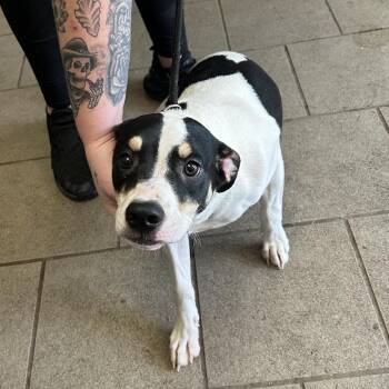 Mixed Breed Dogs Available for Adoption in Huntington, West Virginia - Carpathia Stray Hold 5/9 | PetCurious