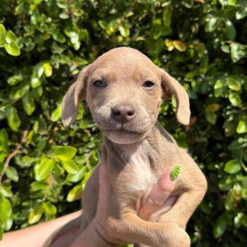 Matcha -  Terrier and Mixed Breed Dog for Adoption in Goleta, California - Matcha | PetCurious