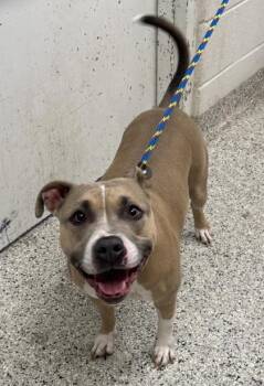 Mio -  Pit Bull Terrier and Mixed Breed Dog for Adoption in Kansas City, Missouri - Mio | PetCurious