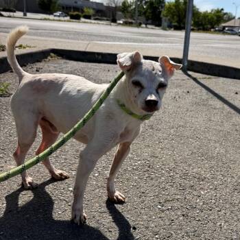 Flit -  Chihuahua Dog for Adoption in Chico, California - Flit | PetCurious