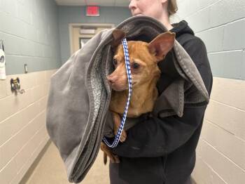 Chihuahua and Mixed Breed Dogs Available for Adoption - ELTON | PetCurious