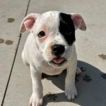 Harley Quinn -  Mixed Breed Dog for Adoption in Matteson, Illinois - Harley Quinn | PetCurious