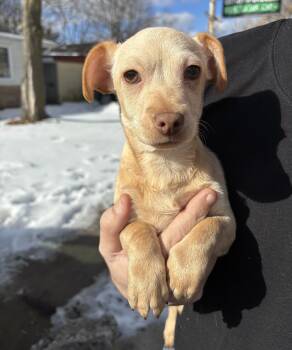 Dachshund and Chihuahua Dogs Available for Adoption - Cue Ball  | PetCurious