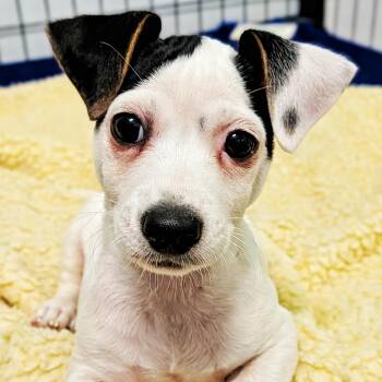 Jackson -  Jack Russell Terrier and Beagle Dog for Adoption in Eustis, Florida - Jackson | PetCurious