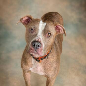 Swoop -  Pit Bull Terrier Dog for Adoption in East St. Louis, Illinois - Swoop | PetCurious