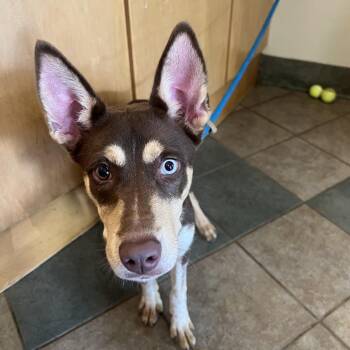 Nova (ON) -  Mixed Breed Dog for Adoption in Chattanooga, Tennessee - Nova (ON) | PetCurious