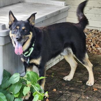 Joel -  Mixed Breed Dog for Adoption in Buffalo, Minnesota - Joel | PetCurious