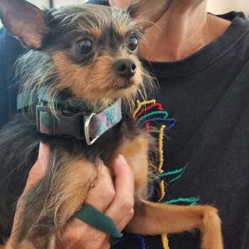 Bella -  Chihuahua and Yorkshire Terrier Dog for Adoption in Lynchburg, Virginia - Bella | PetCurious