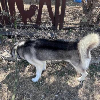 Baron -  Husky and Alaskan Malamute Dog for Adoption in Aledo, Texas - Baron | PetCurious