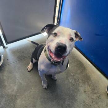King -  Pit Bull Terrier Dog for Adoption in Marble, North Carolina - King | PetCurious