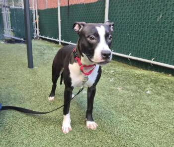 Mercedes -  Mixed Breed Dog for Adoption - Mercedes | PetCurious