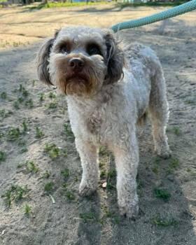 Cockapoo and Poodle Dogs Available for Adoption - Henrik | PetCurious