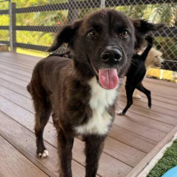 Inu -  Mixed Breed Dog for Adoption in New York, New York - Inu | PetCurious