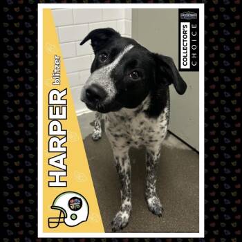 Mixed Breed Dogs Available for Adoption in Pittsburgh, Pennsylvania - Harper | PetCurious