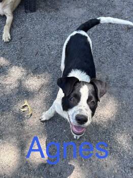Agnes -  Hound Dog for Adoption in Zimmerman, Minnesota - Agnes | PetCurious