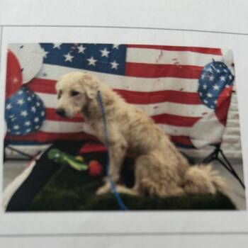 Aspen -  Great Pyrenees Dog for Adoption in Pacifica, California - Aspen | PetCurious