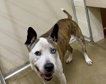 Rescue Pit Bull Terrier Dogs for Adoption in West Milford, New Jersey - Brick | PetCurious