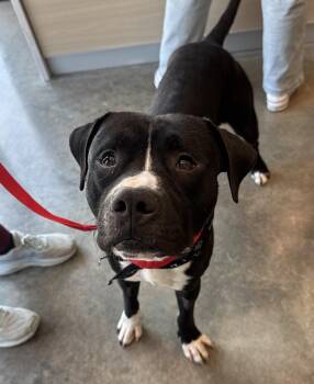 Rescue Pit Bull Terrier Dogs for Adoption in Hillsboro, Missouri - Marlin | PetCurious