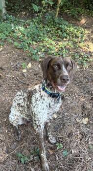 German Shorthaired Pointer Dogs Available for Adoption in Marion, Massachusetts - Zumi | PetCurious