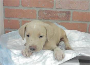 A2086385 -  Staffordshire Bull Terrier and Mixed Breed Dog for Adoption in Houston, Texas - A2086385 | PetCurious