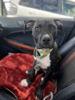 Flopsy -  Pit Bull Terrier Dog for Adoption in Philadelphia, Pennsylvania - Flopsy | PetCurious