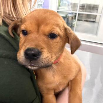 Rondi -  Mixed Breed and Retriever Dog for Adoption in Montgomery, Alabama - Rondi | PetCurious